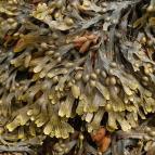 brown_seaweed_bladder_wrack_fucus_vesiculosus_12-07-10_1[1]