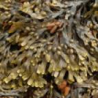 brown_seaweed_bladder_wrack_fucus_vesiculosus_12-07-10_1[1]