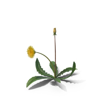 taraxacum-officinale-dandelion